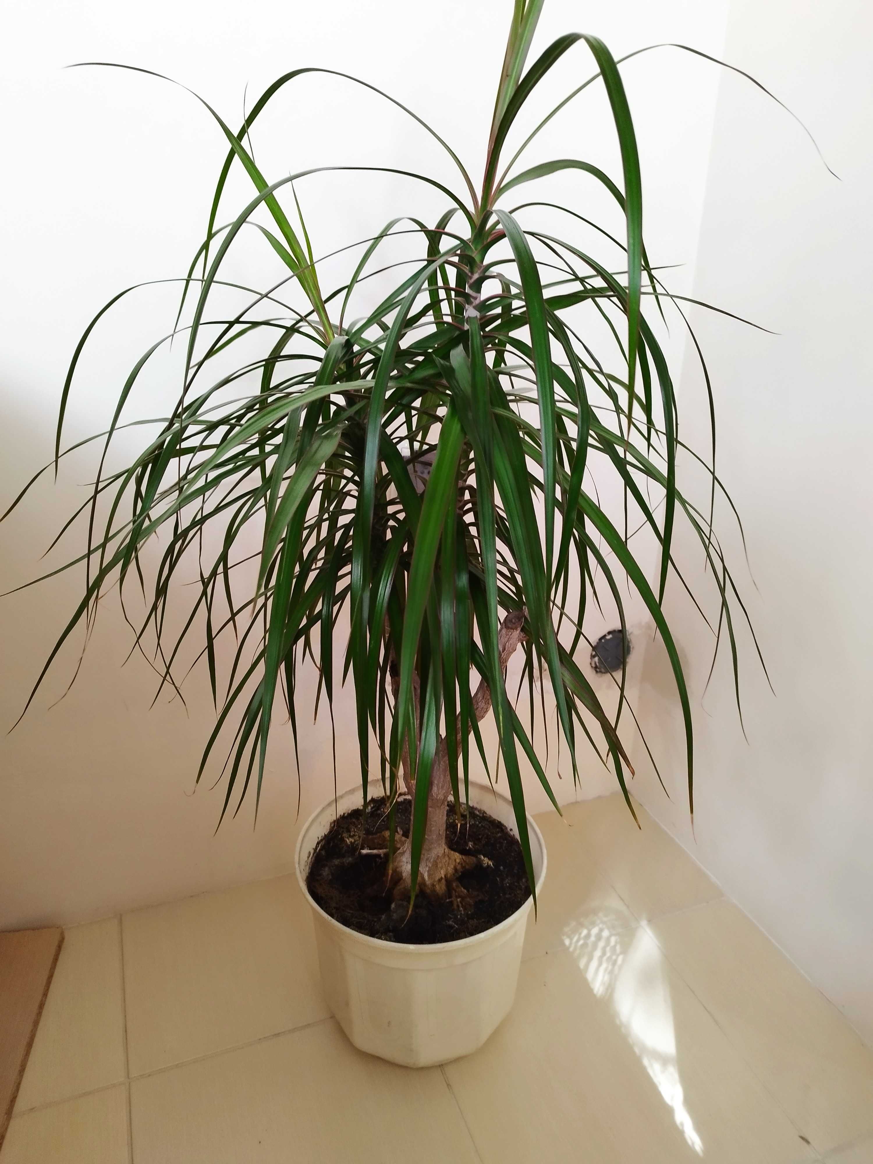 Juka dracena yuka duże rośliny