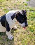 American Bully  ABKC suczka