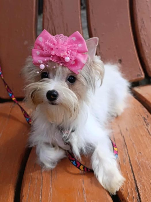 Дівчинка, йорк блюмерле!