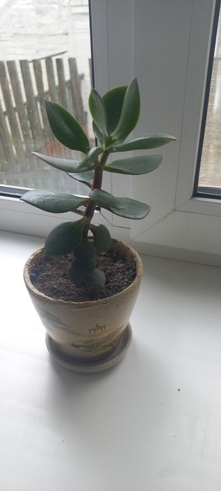 Грошове дерево.Толстянка.