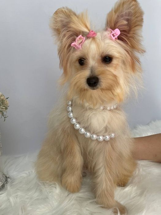 Помапу — Лише 3 дівчинки! Ідеальна можливість