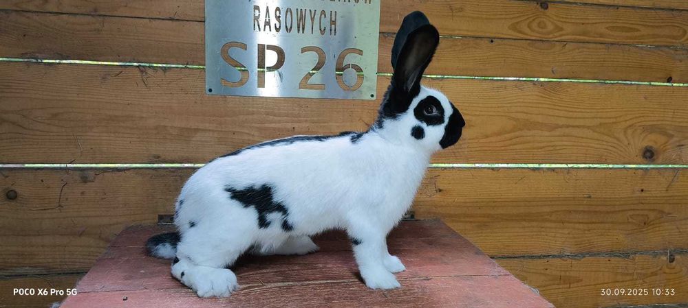 królik olbrzym srokacz osc samiec 1.0 rodowód