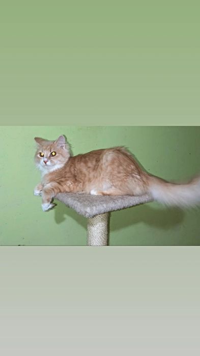 Отдам рыжего пушистого кота, 7 месяцев,  кастрирован