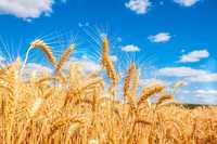 Продам пшеницю 4 гр.кг ,продаю і на відра, і мішком,як кому підходить.