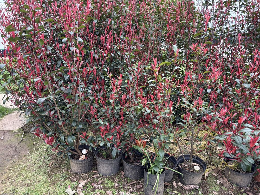 Photinias em vaso