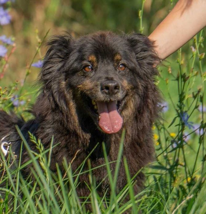 Zefir najlepszy psyjaciel do adopcji. Schronisko Skierniewice