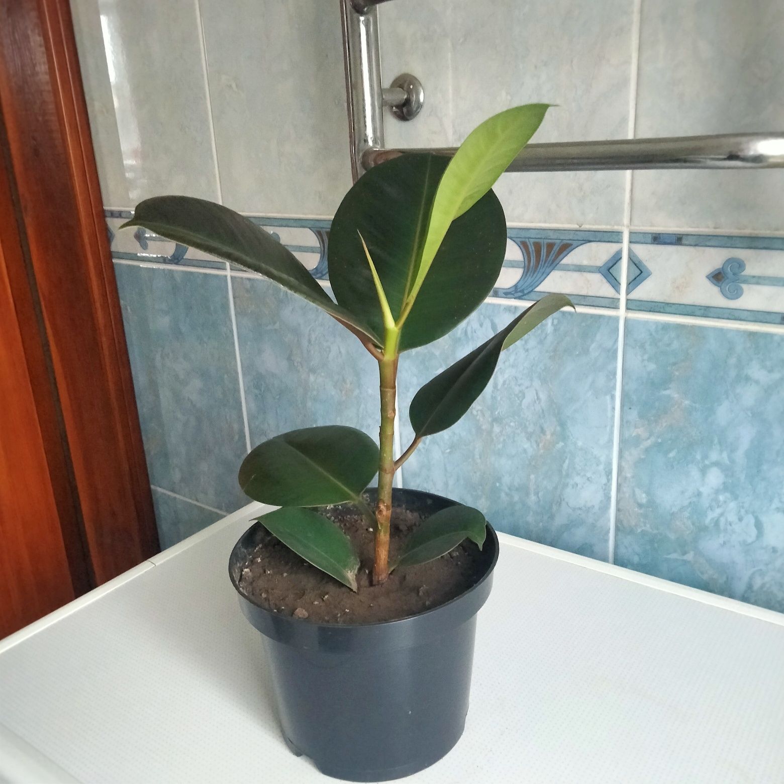 Продам фікус з великим листям