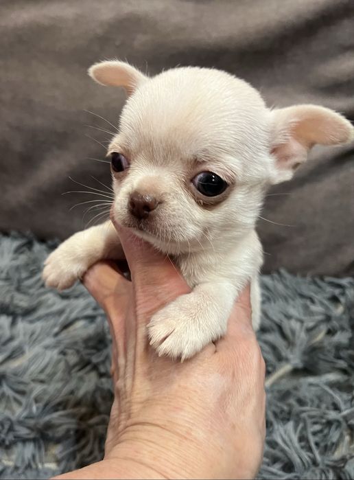 Девочка чихуахуа , мини чихуахуа