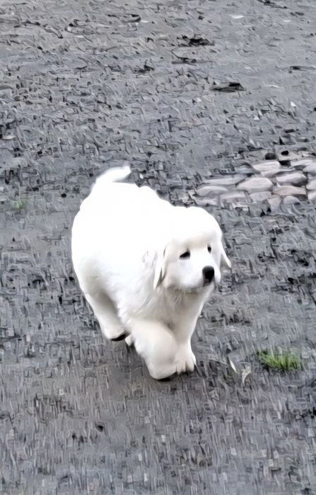 Szczeniak Owczarka Podhalańskiego