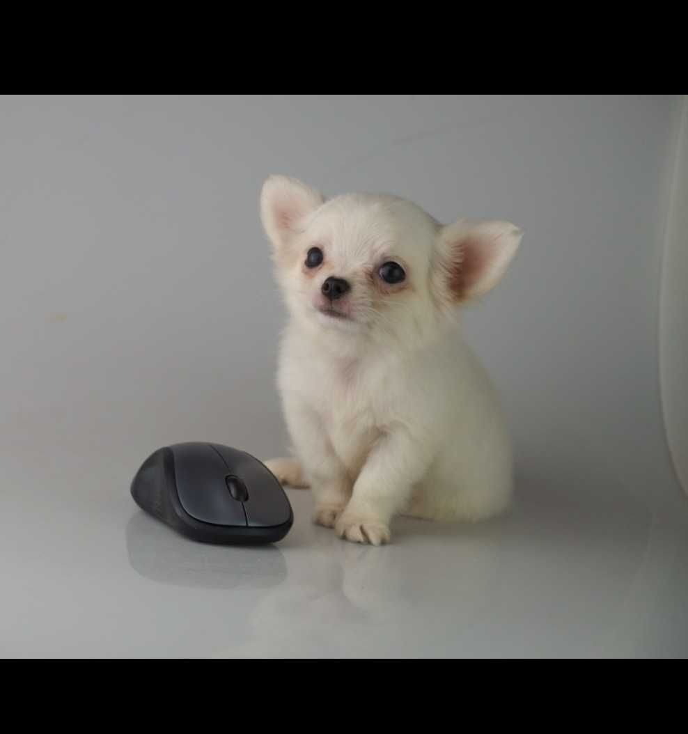 Chihuahua piesek