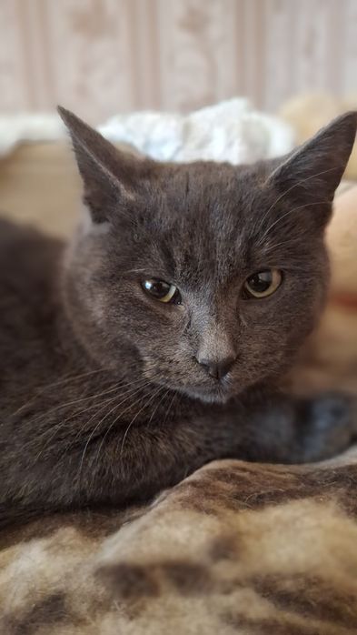 Хлопчик британець у хороші руки!