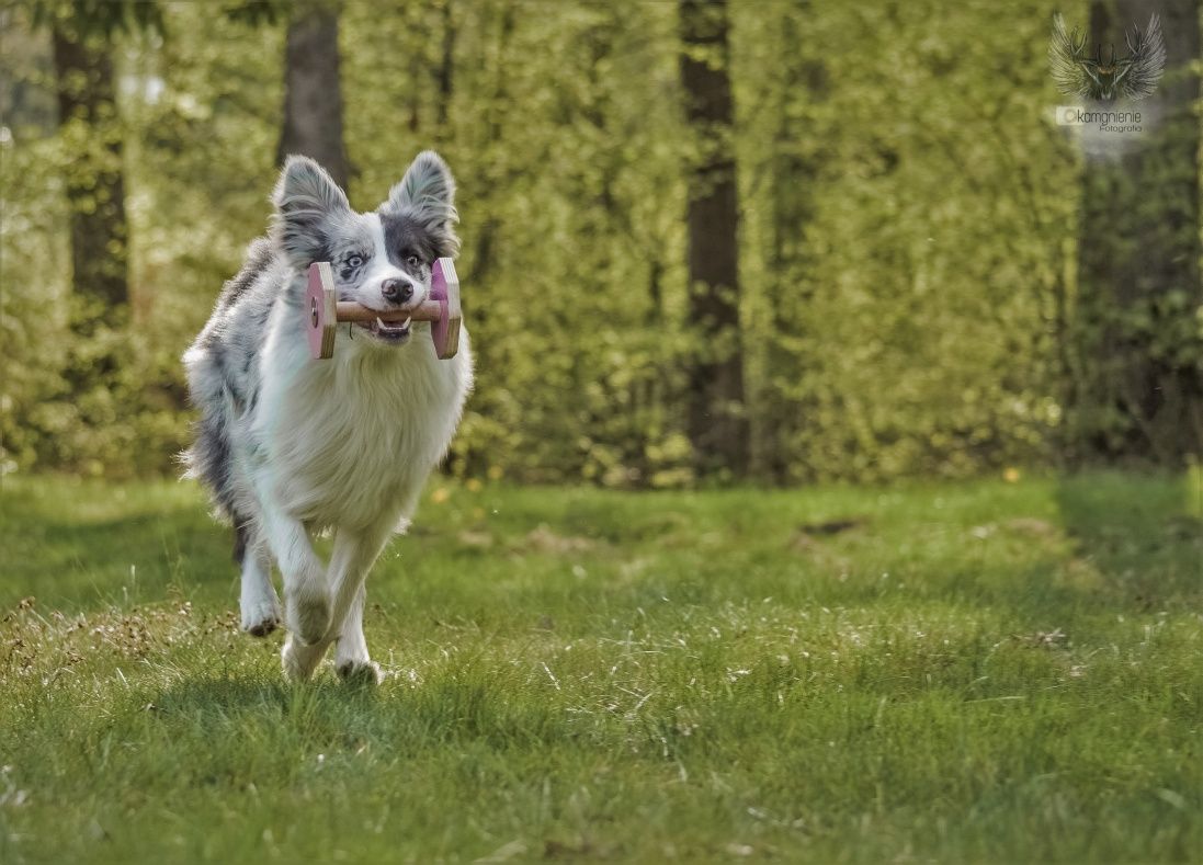 Zoopsycholog behawiorysta psów i kotów, szkolenie, szkoła