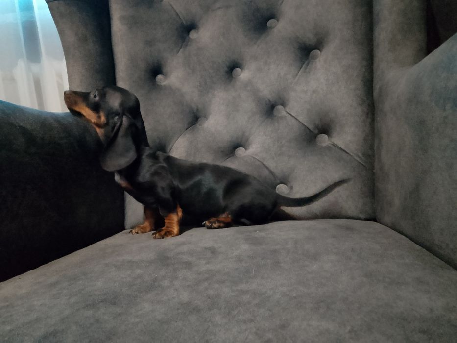 Jamnik szczeniak piesek