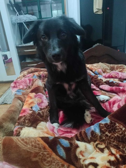 Cão de 9 meses para adoção consciente