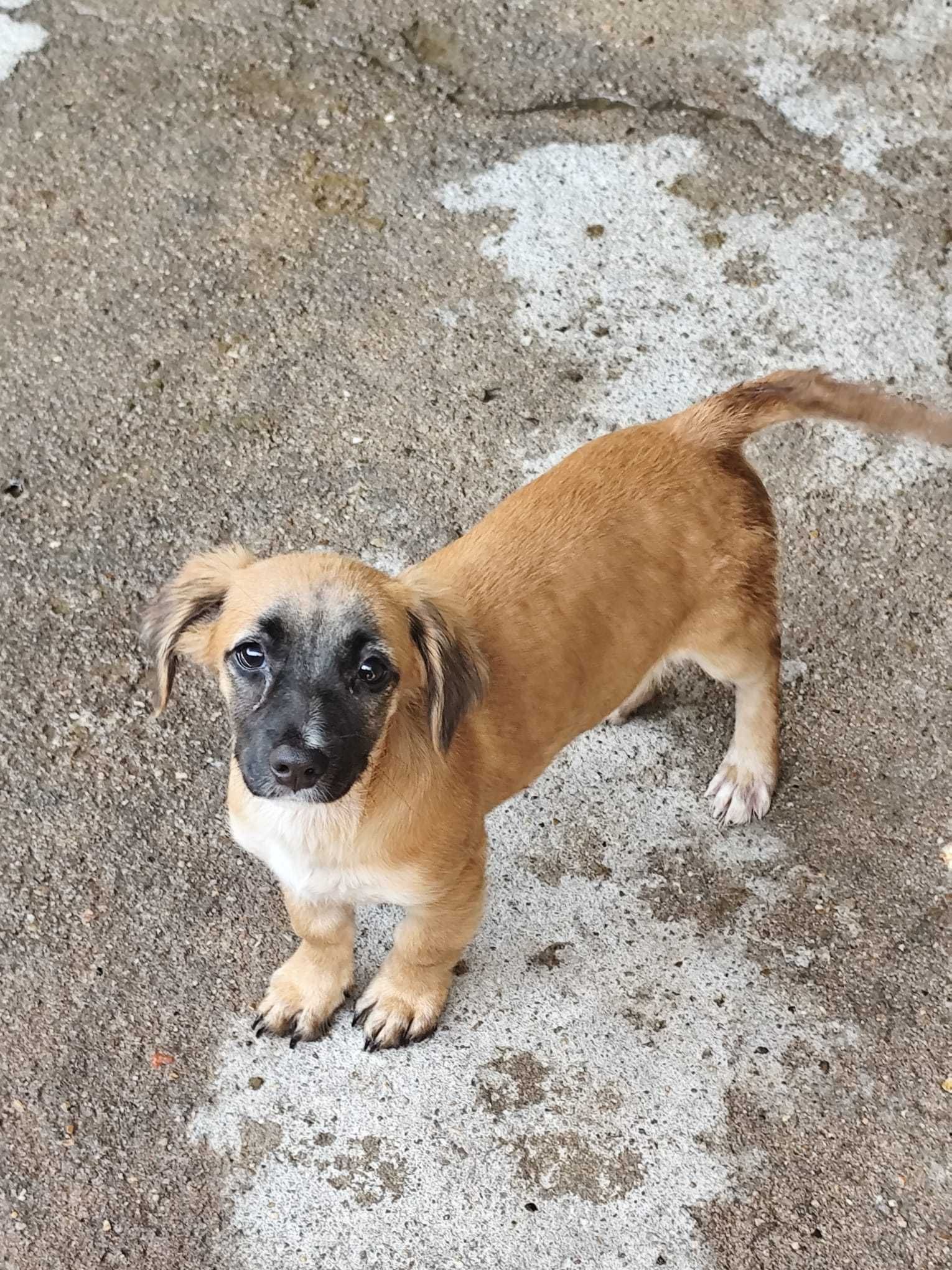 5 PUPPY'S PARA ADOÇÃO