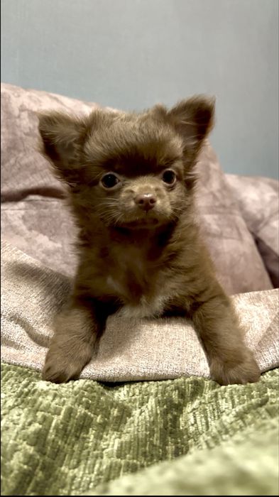 Мала  красуня чихуахуа