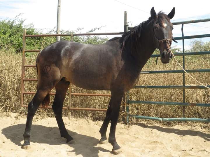 Poldro lusitano castanho de 3 anos