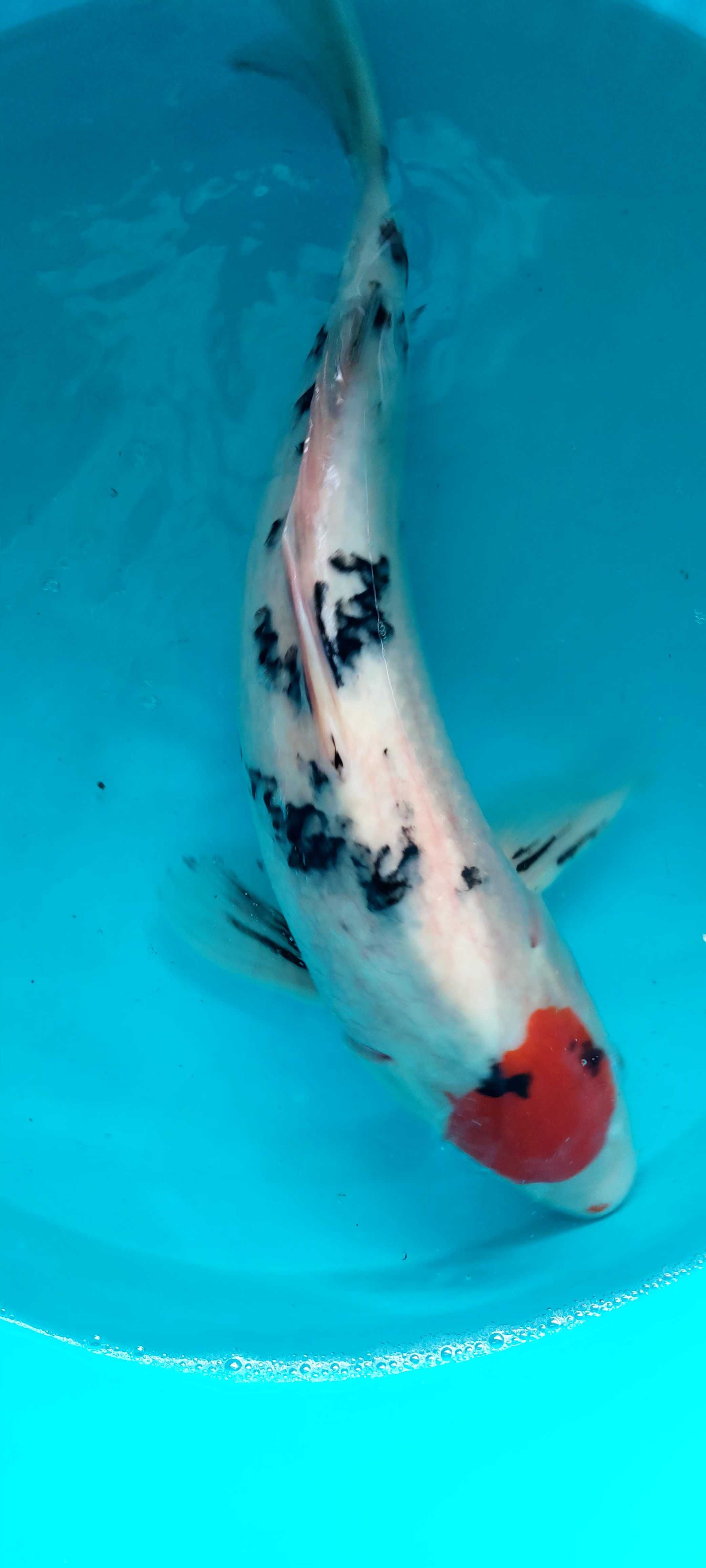 Carpa koi Tancho Showa