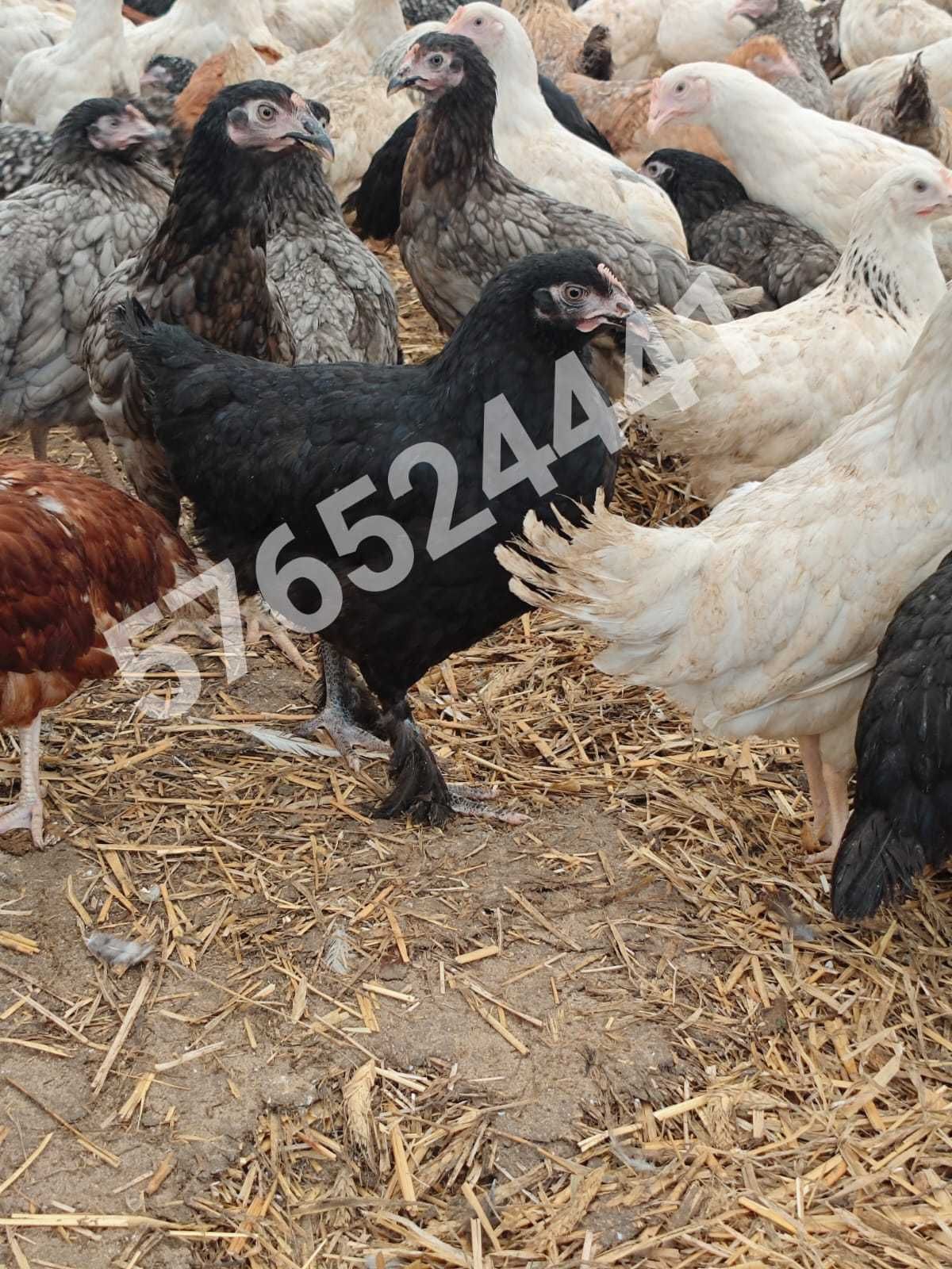 Kury Rosa Leghorn Dominant Lohman Greenshel