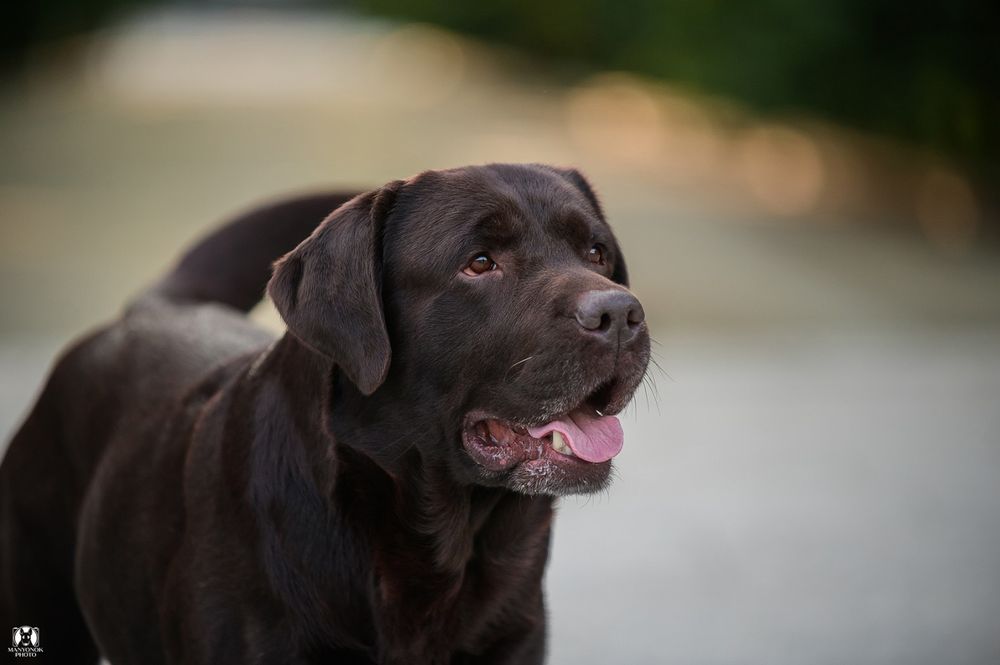 Титулованный, крепкий, красивый шоколадный лабрадор!