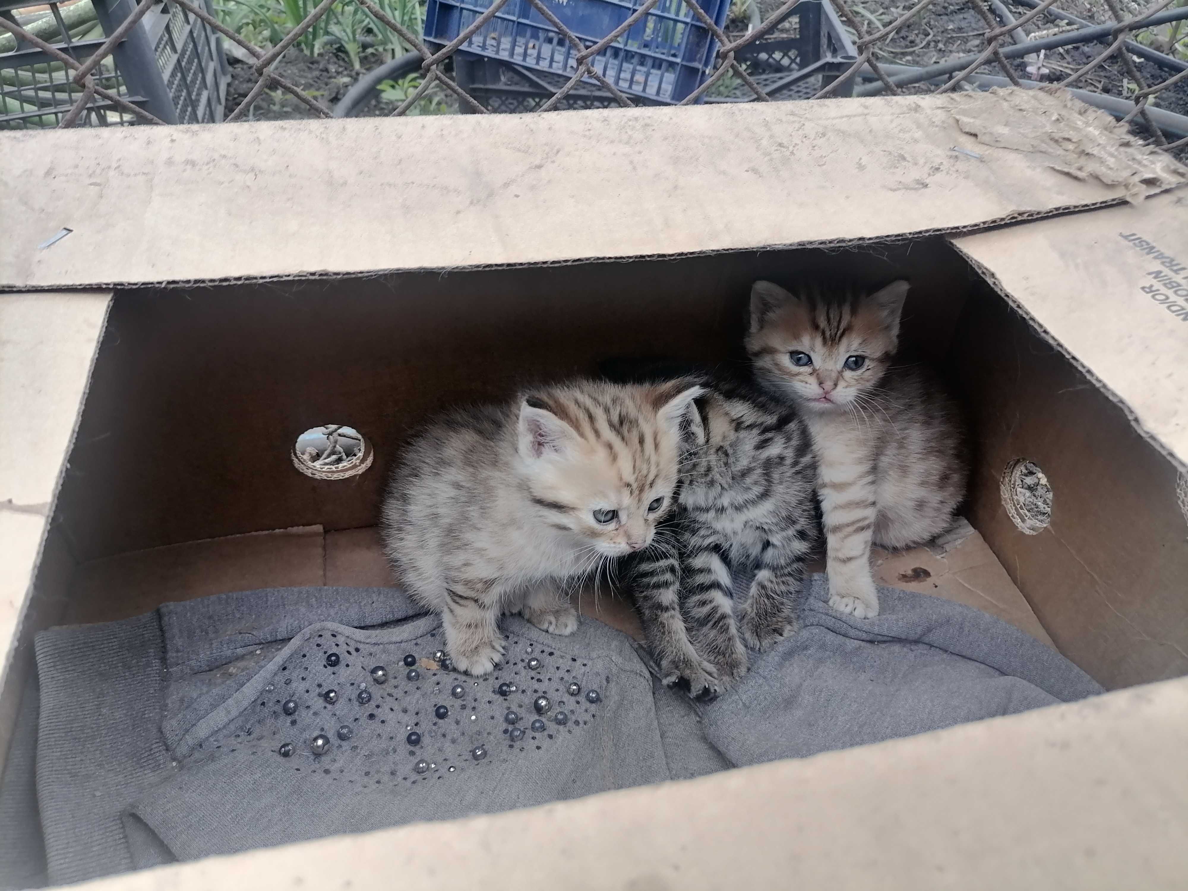 Котята вислоухие