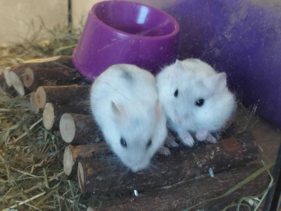 Chomiki dżungarskie