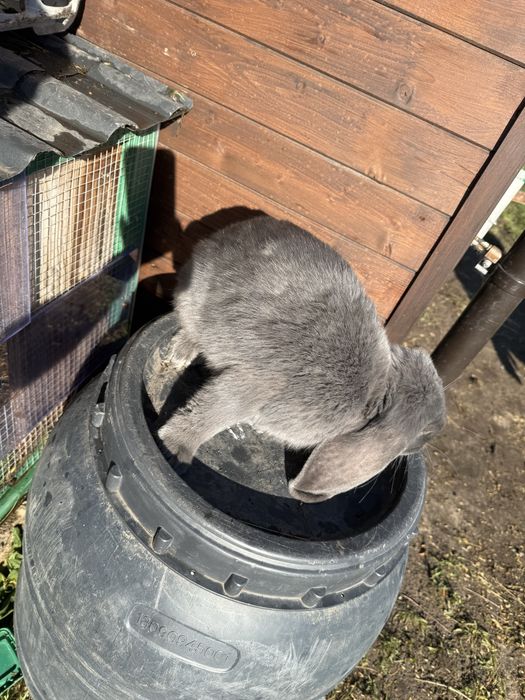 Królik Baran francuski FBN niebieski