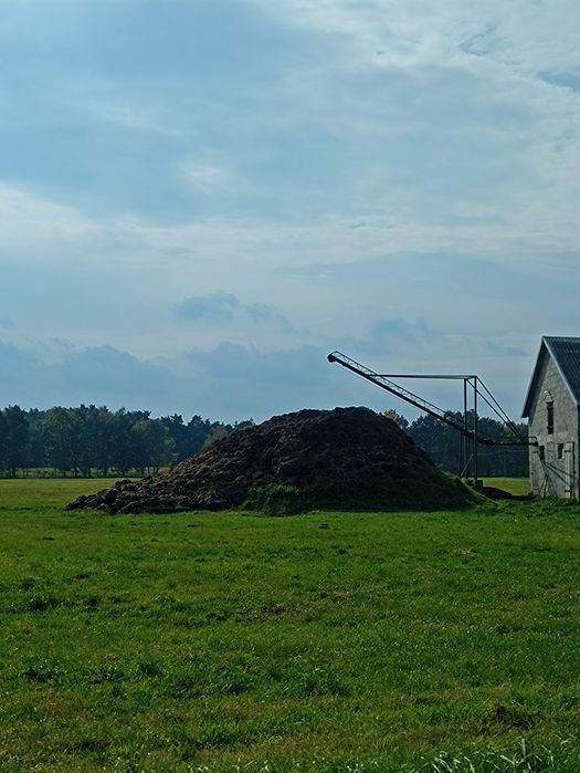Obornik bydlecy / kurzak transport oraz rozrzucanie