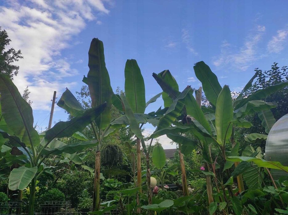 Bananowiec MUSA SIKKIMENSIS RED TIGER sadzonka P9 banan 20CM
