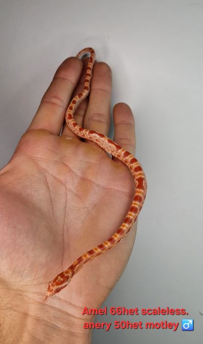 Waz zbożowy węże samce I samiczki het scaleless