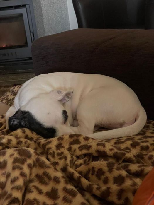 Cadela para adoção respnsavel