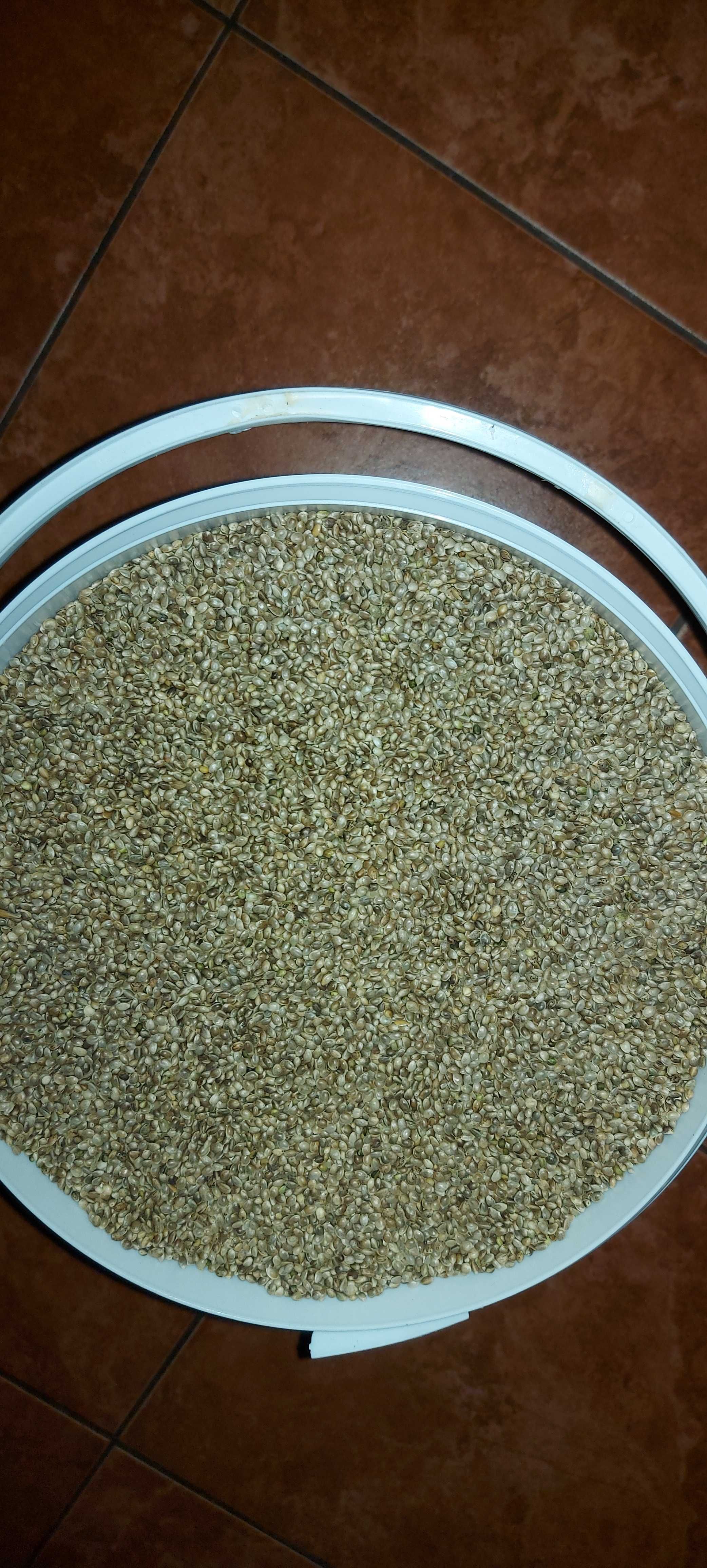 Sprzedam Konopie dla ryb 6kg w wiaderku
