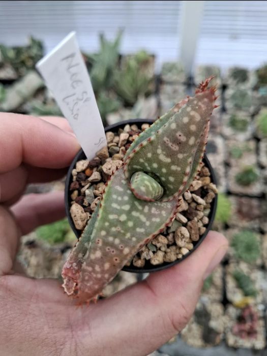 Suculenta Aloe sp. Líbia