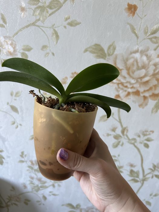 Орхідея фаленопсис метелик Sunset Yellow