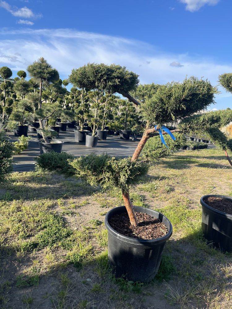 BONSAI Jałowiec Hetzii 130-150 cm Cena 3500 zł