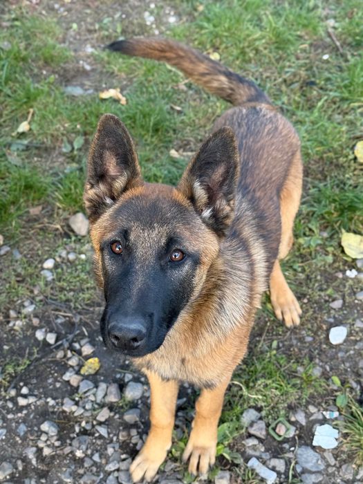 Szczeniaki do adopcji (suczki) mieszańce