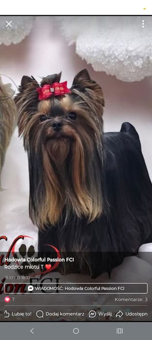 Yorkshire Terrier ZKwP FCI suczka