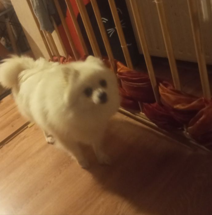 Szpic Niemiecki szuka domu