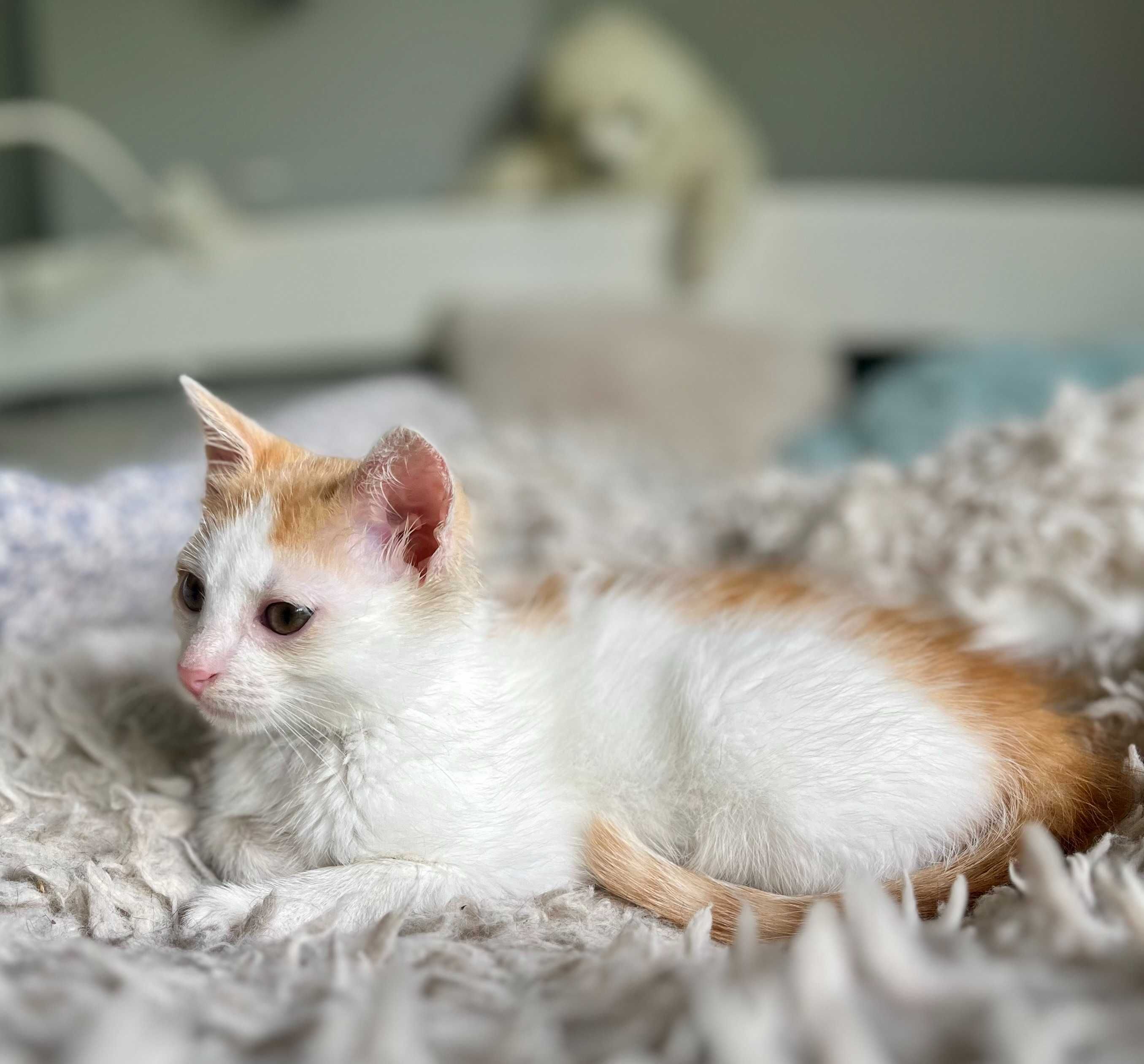 TADEK do adopcji, mały kotek szuka domu!