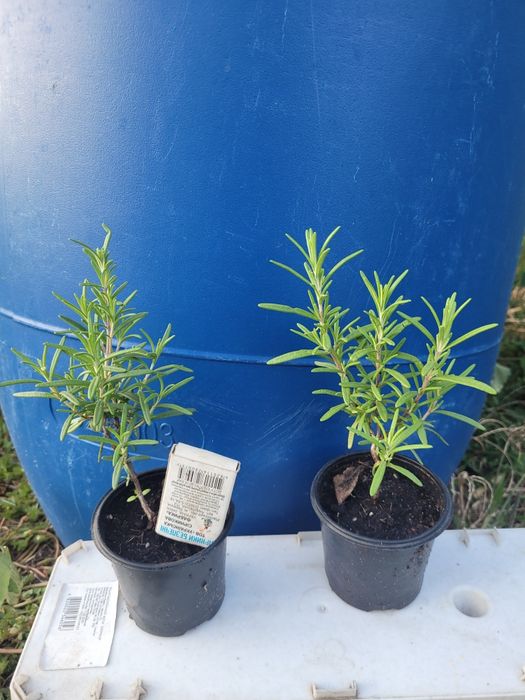 Саженцы розмарина