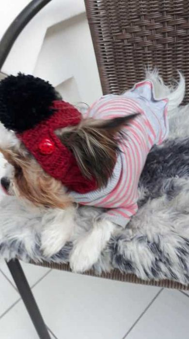 капор в'язана шапка для собак мілкої породи чихуахуа той терьер йорк
