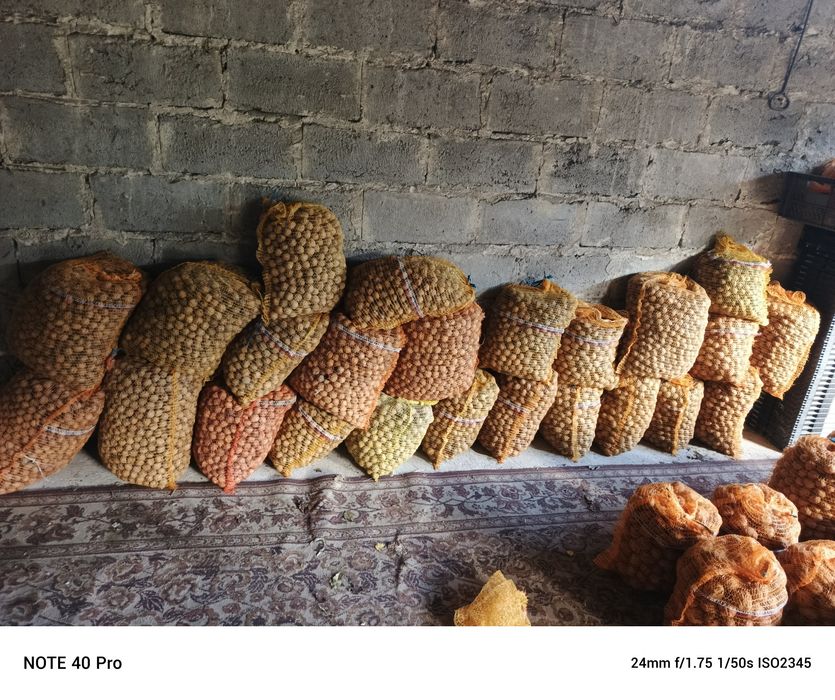 Sprzedam orzechy włoskie