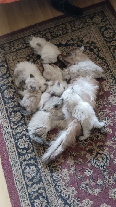 Невська маскарадна кошенята 1 міс, бронь