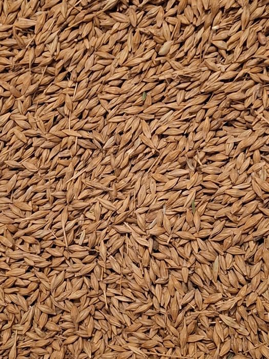 Sprzedam jęczmień ozimy