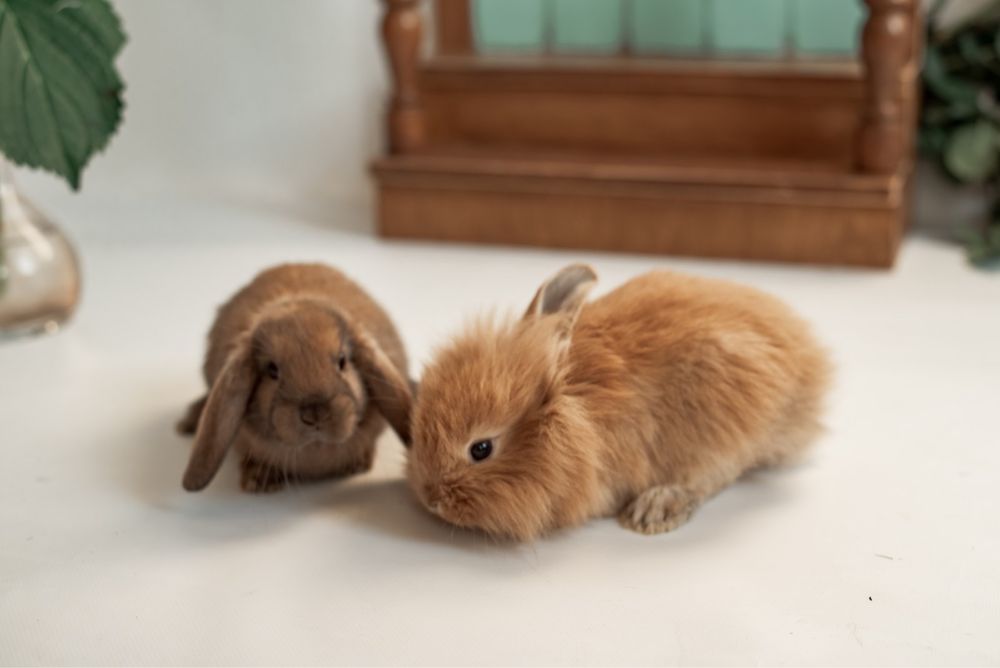 Кролик декоративний Міні Лоп