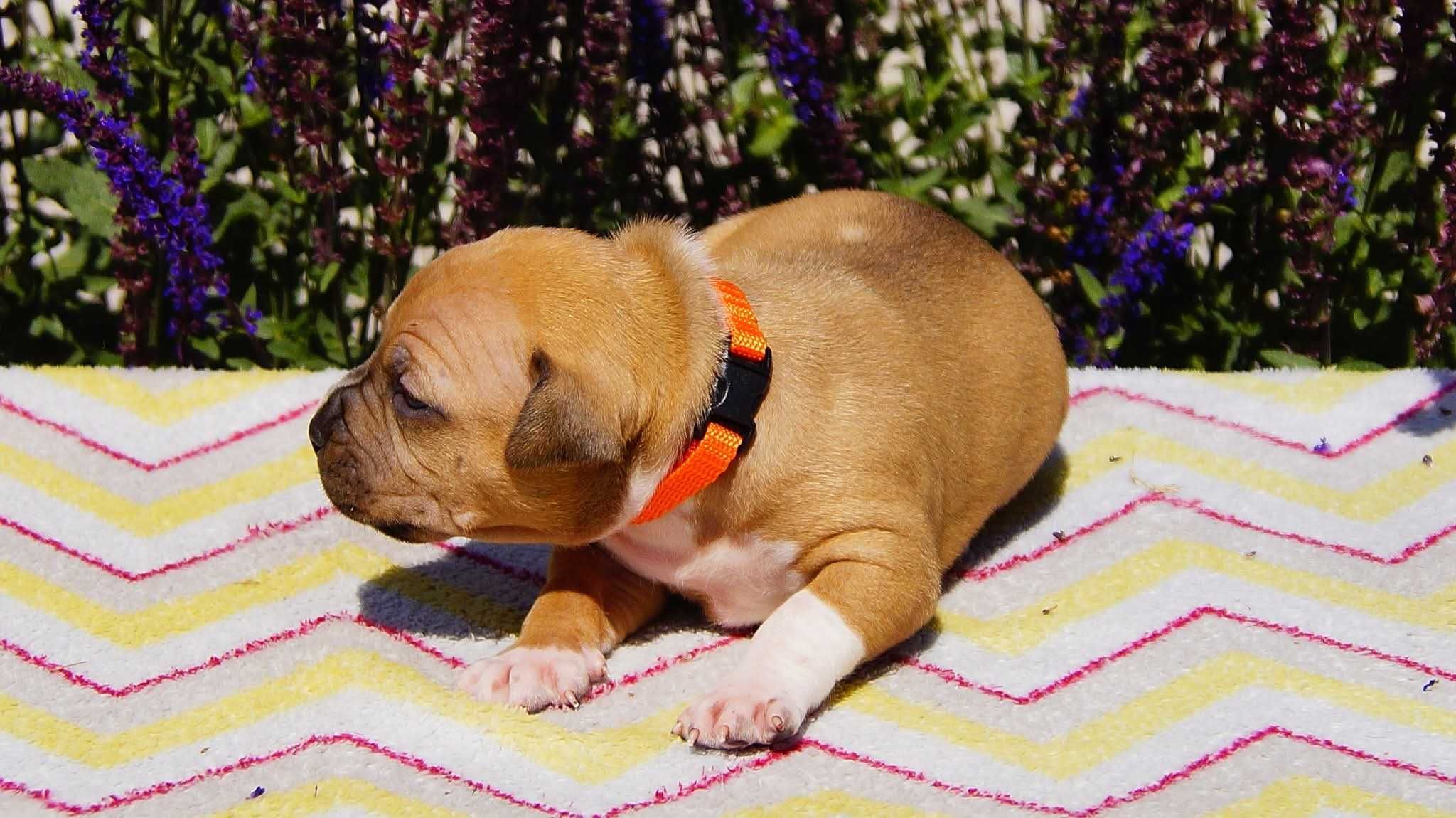 Amstaff FCI, plowa suczka Esha