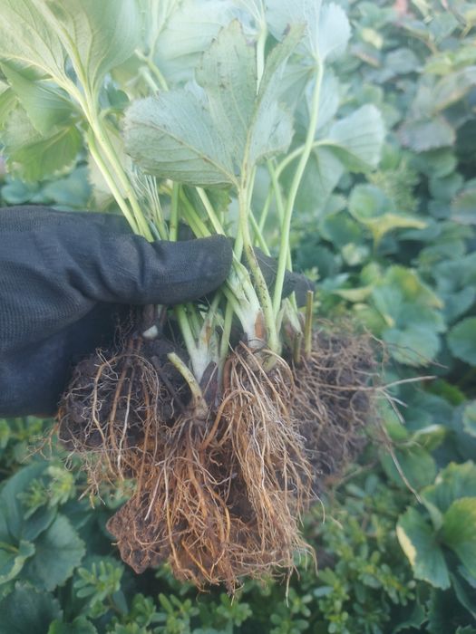 Рассада клубники разных сортов