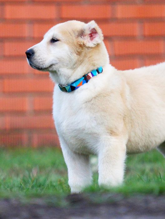 Дівчинка - вовкодав.  Таяна.