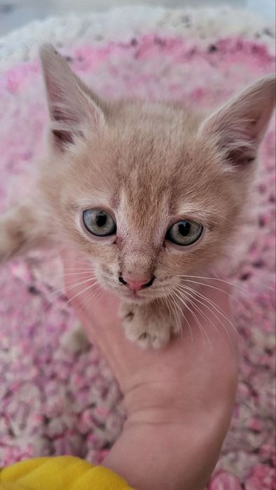 Отдадим котят в хорошие руки