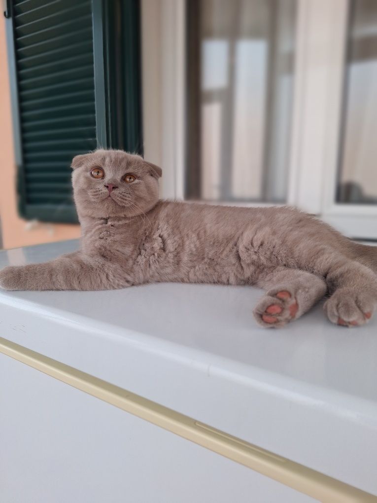 Scottish fold macho lilás